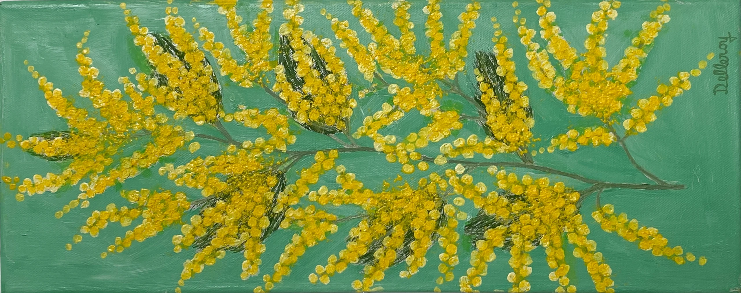 Mimosa Mimosa (H20 x 60)