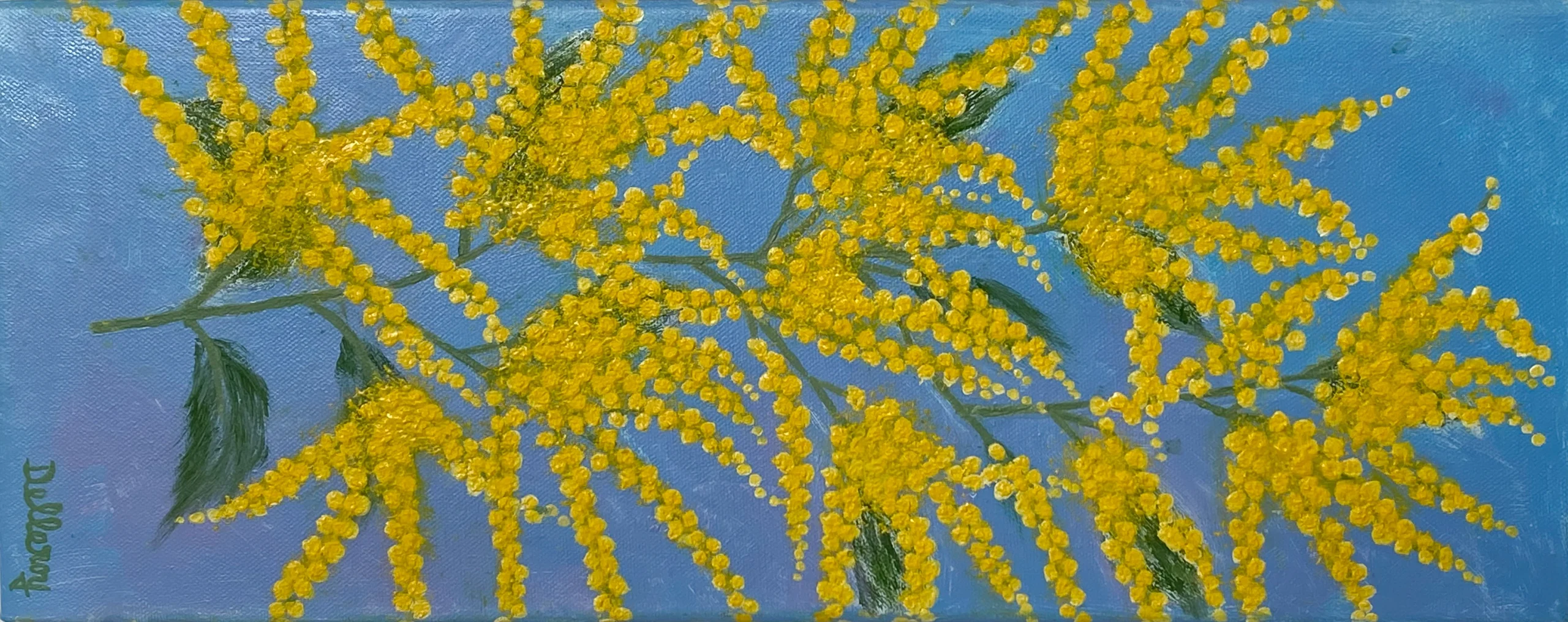 Mimosa Mimosa (H20 x 60)
